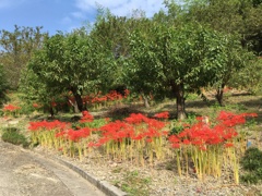 2019/09/29_外秩父山中の彼岸花