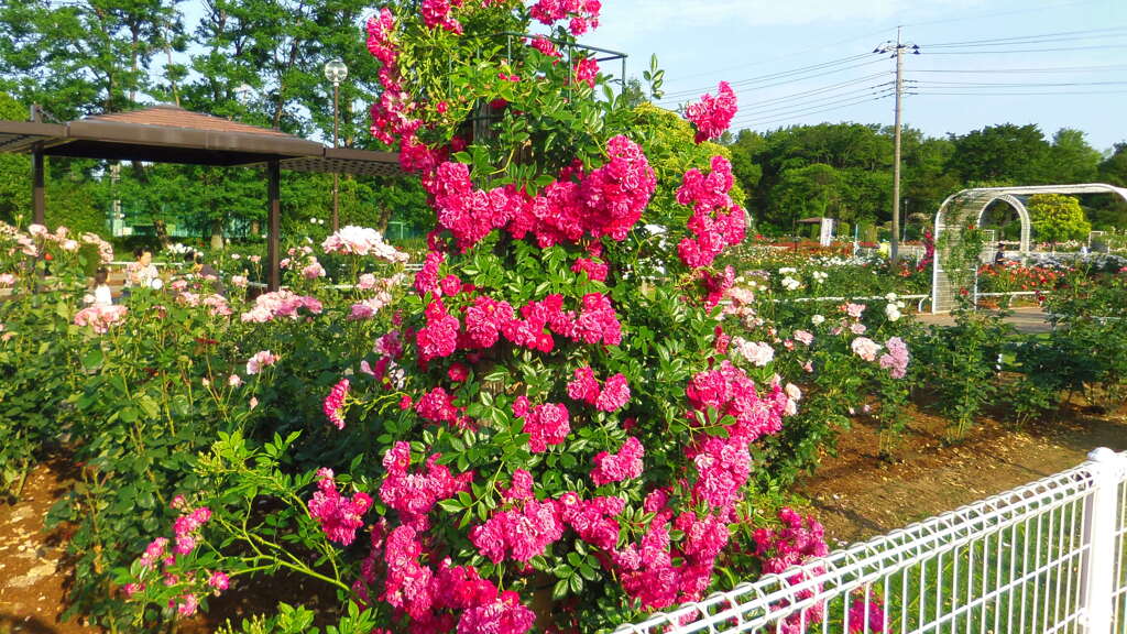 2013/06/02_伊奈町制施行記念公園 バラ園のバラ