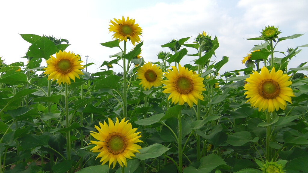 2013/06/29_向日葵