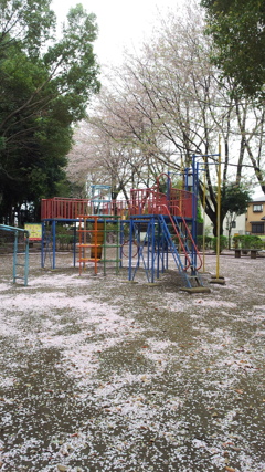 2013/04/06_氷川児童公園の桜