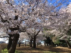 2020/03/25_氷川児童公園の桜