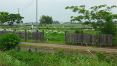 2013/06/15_菖蒲城址あやめ園