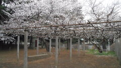 2013/03/24_氷川児童公園の桜と藤棚