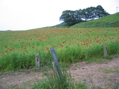 2012/05/26_天空のポピー