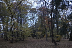 2014/11/30_ふれあいの森401