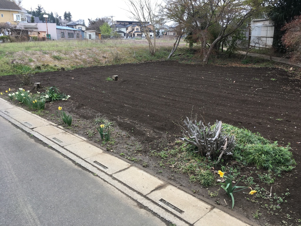 2020/03/31_畑と水仙