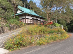 2019/09/29_正善寺のキバナコスモスと彼岸花