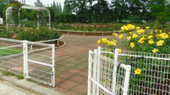2013/06/15_伊奈町制施行記念公園 バラ園