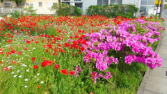 2013/05/12_ポピーとツツジ