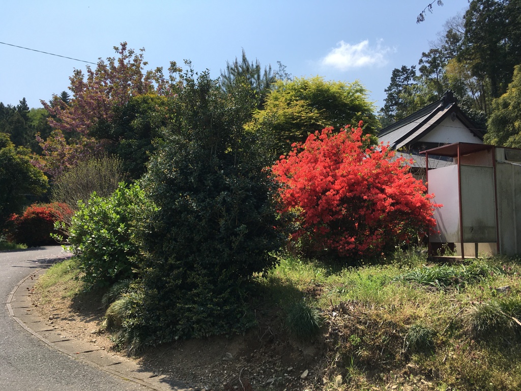 2020/04/30_外秩父山中の花