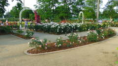 2013/06/02_伊奈町制施行記念公園 バラ園