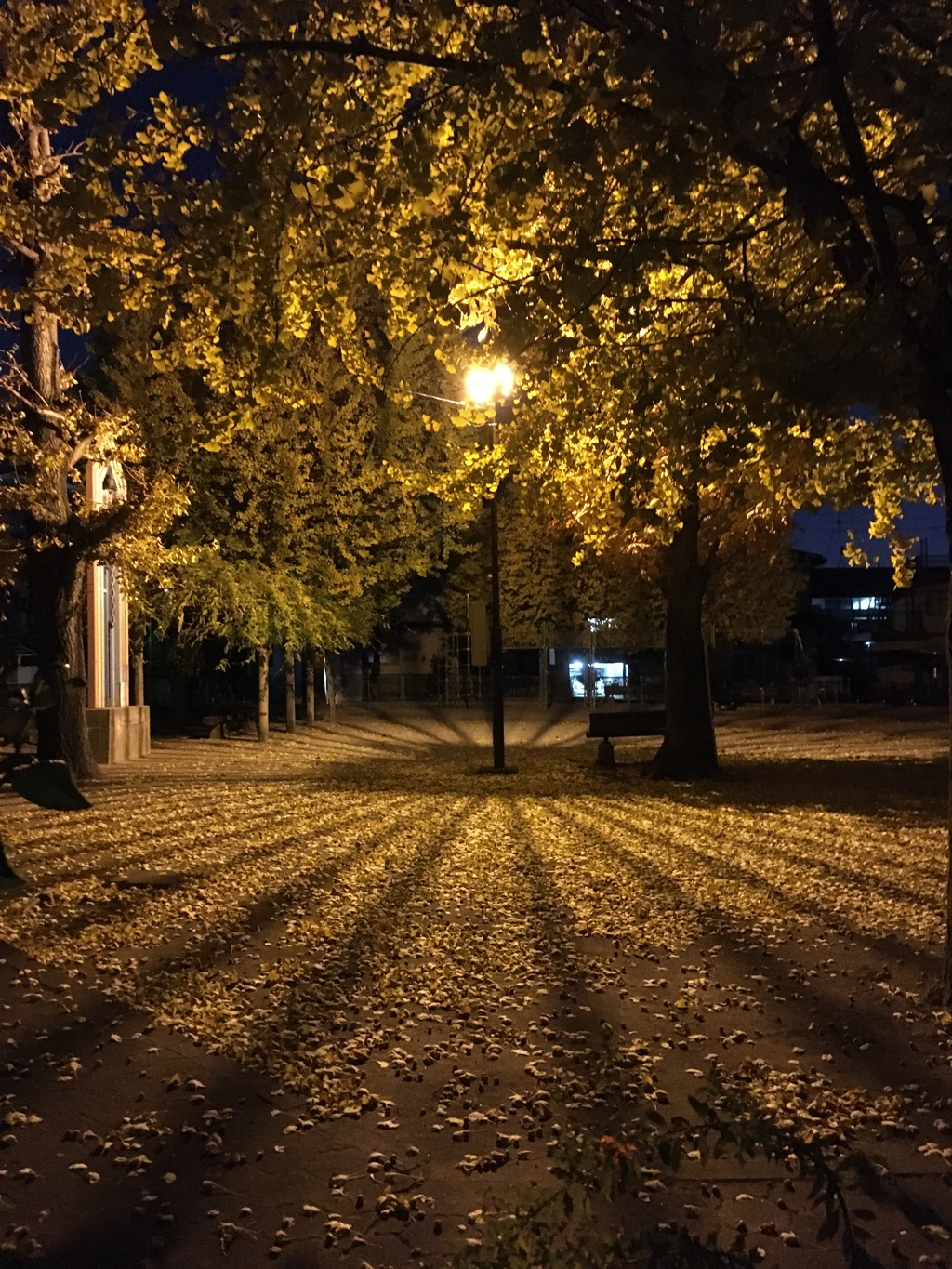 2019/12/08_夜の公園の銀杏