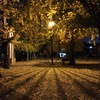 2019/12/08_夜の公園の銀杏