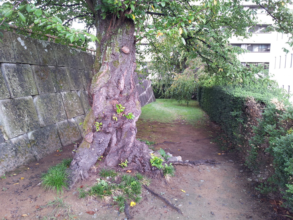 2019/09/24_福井城址 天守櫓台跡