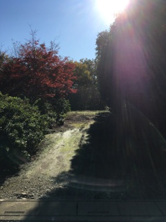 2019/11/29_日差し