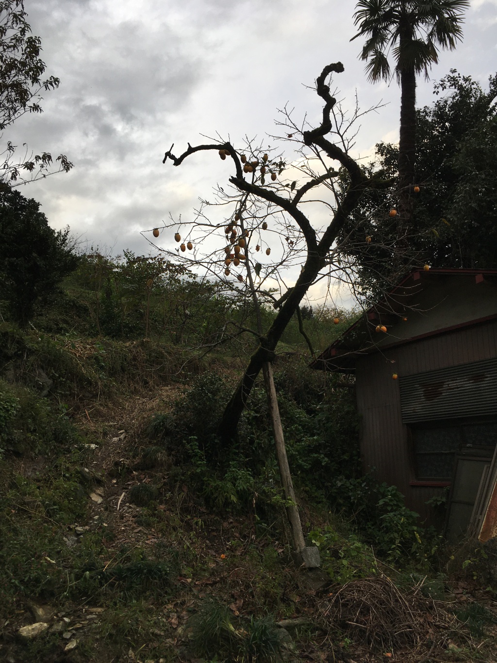 2019/10/19_外秩父山中の柿の木