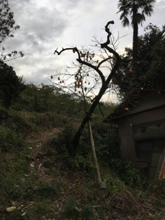 2019/10/19_外秩父山中の柿の木