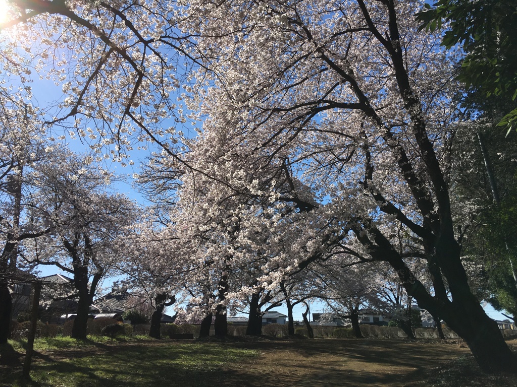 2020/03/25_氷川児童公園の桜