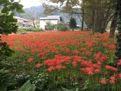 2019/09/29_安戸河原の彼岸花