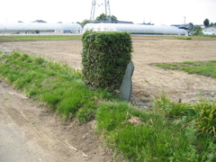 2012/06/30_刈り込まれた植木と石碑