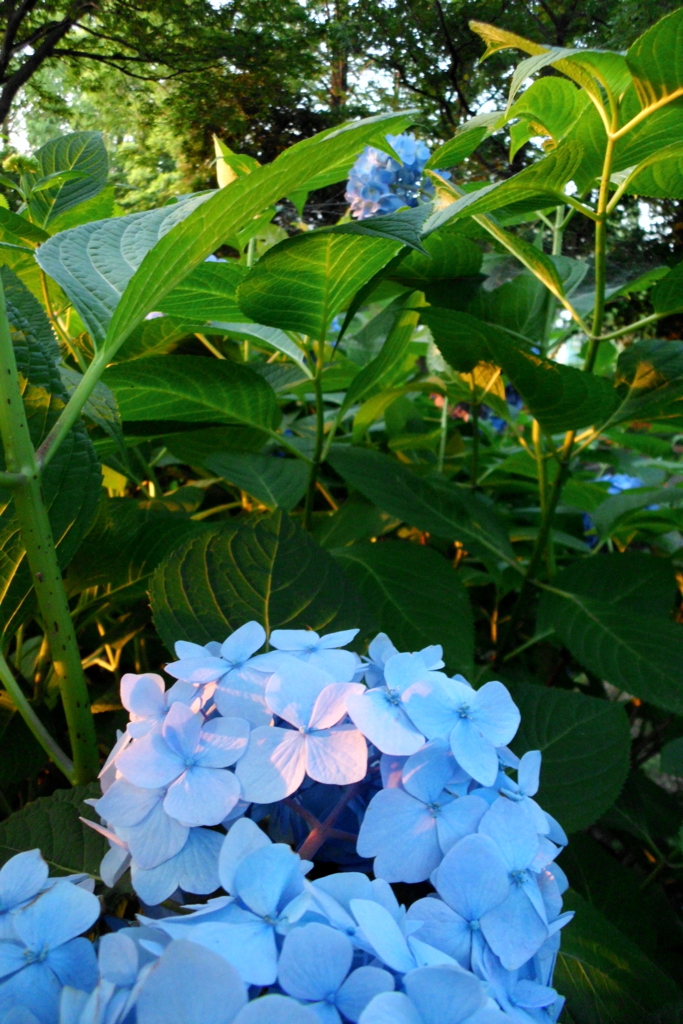 2016/06/18_伊奈アジサイ園の夕暮れ紫陽花