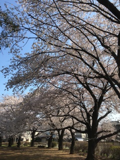 2020/03/26_氷川児童公園の桜