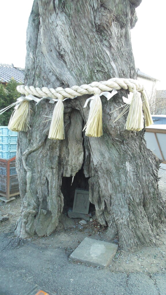 2013/01/26_前玉神社の槙