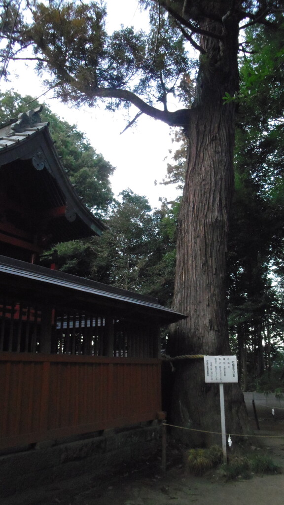 2013/01/05_小室氷川神社の杉