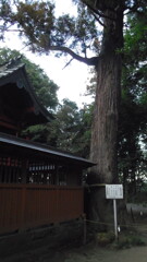 2013/01/05_小室氷川神社の杉