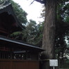 2013/01/05_小室氷川神社の杉