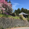 2020/04/05_花桃の郷