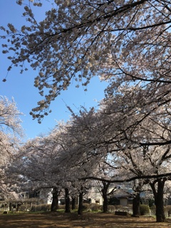 2020/03/26_氷川児童公園の桜