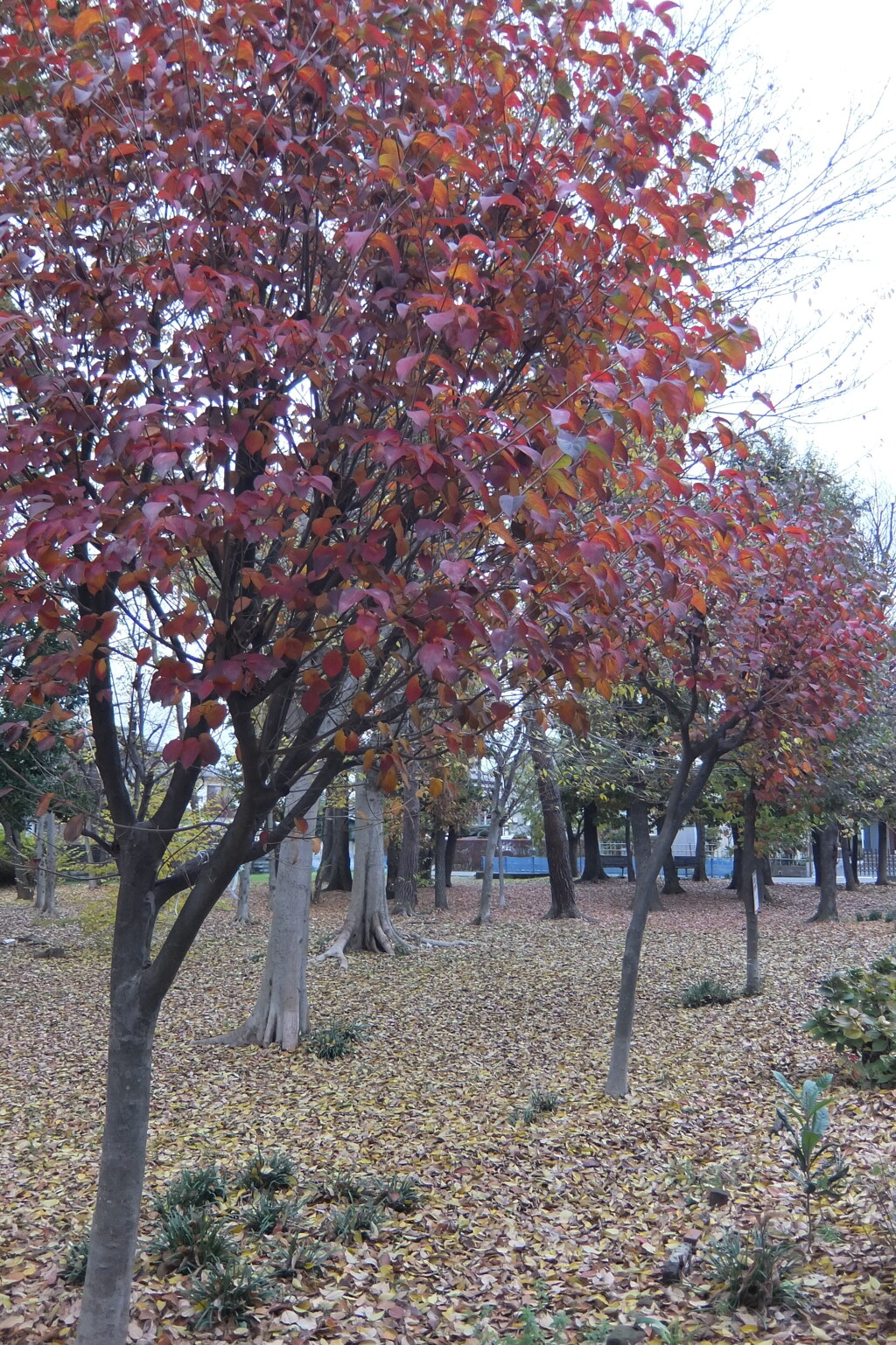 2014/11/30_ふれあいの森801