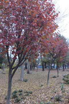 2014/11/30_ふれあいの森801