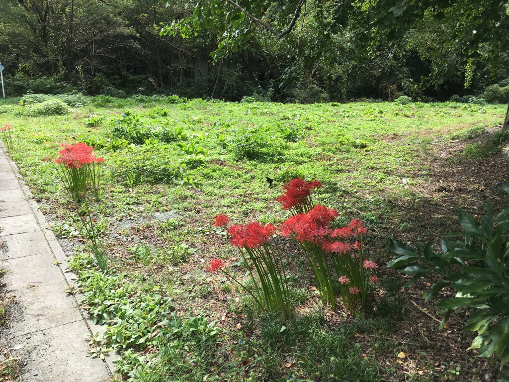 2019/10/06_外秩父山中の彼岸花