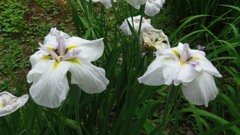 2013/06/15_伊奈町制施行記念公園の菖蒲