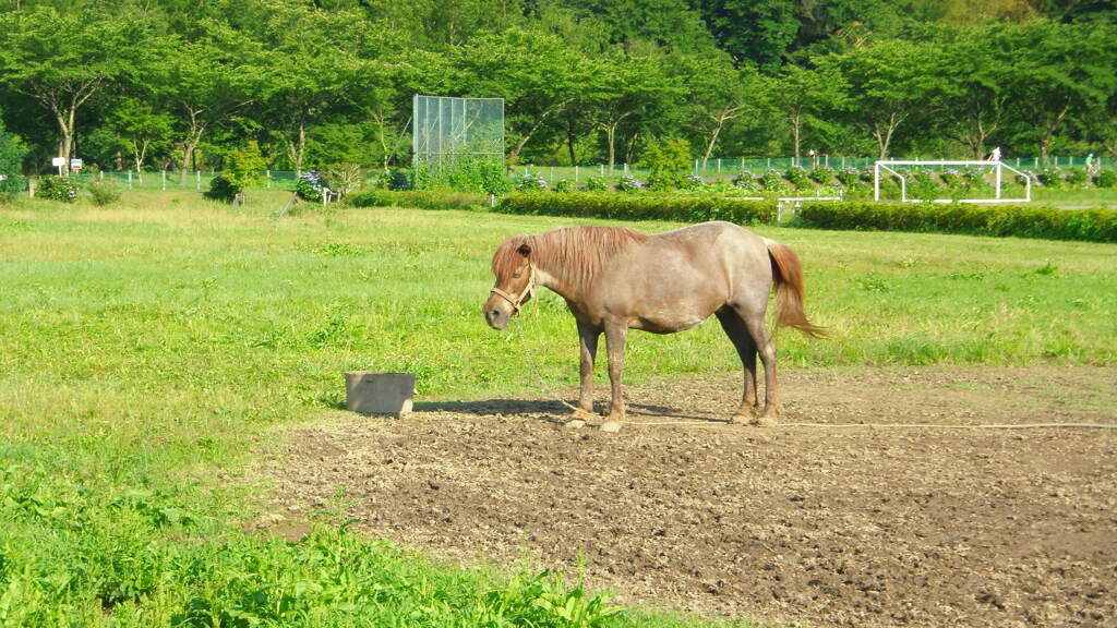 2013/06/22_巾着田の馬