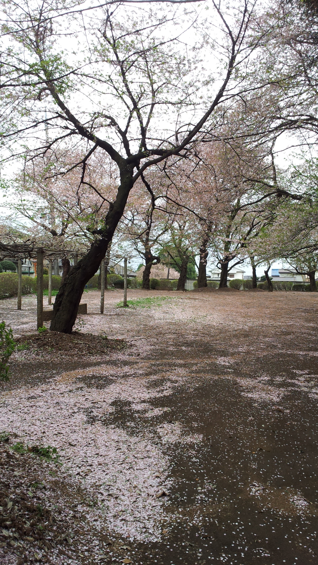 2013/04/06_氷川児童公園の桜