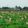 2013/07/20_伊佐沼の蓮