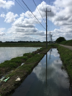 2020/05/24_用水路と水田に雲