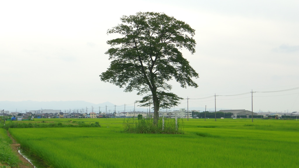 2013/07/20_菅間稲荷