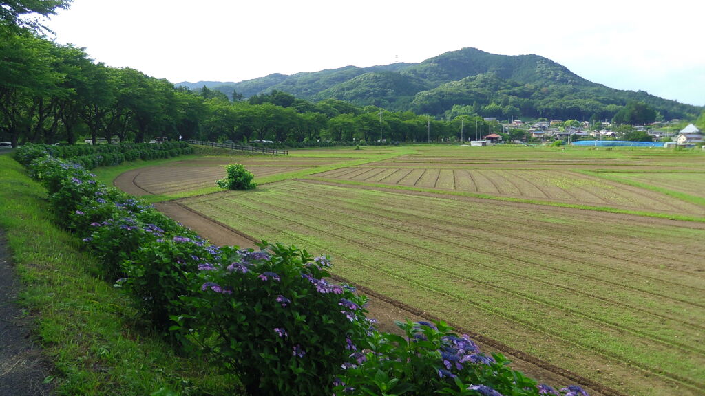 2013/06/22_巾着田と日和田山