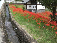 2019/09/29_ふれあい広場の彼岸花