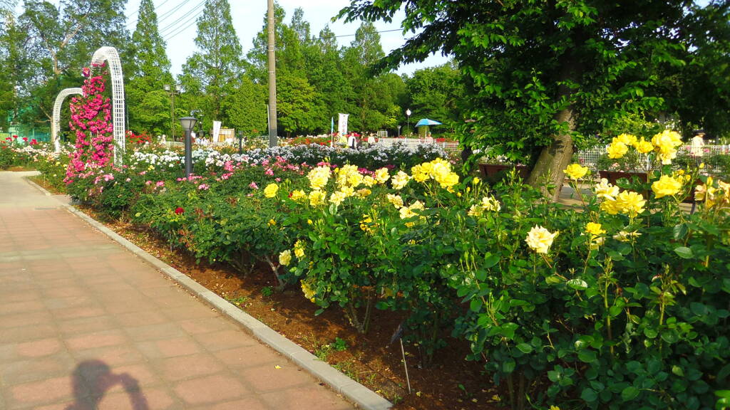 2013/06/02_伊奈町制施行記念公園 バラ園