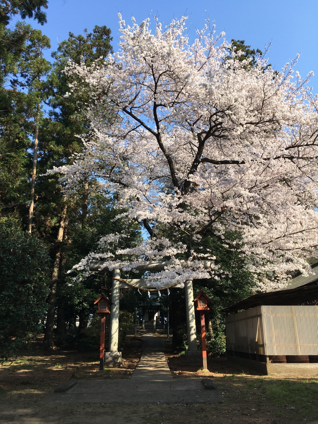 2020/03/26_伊奈崇霊社の桜