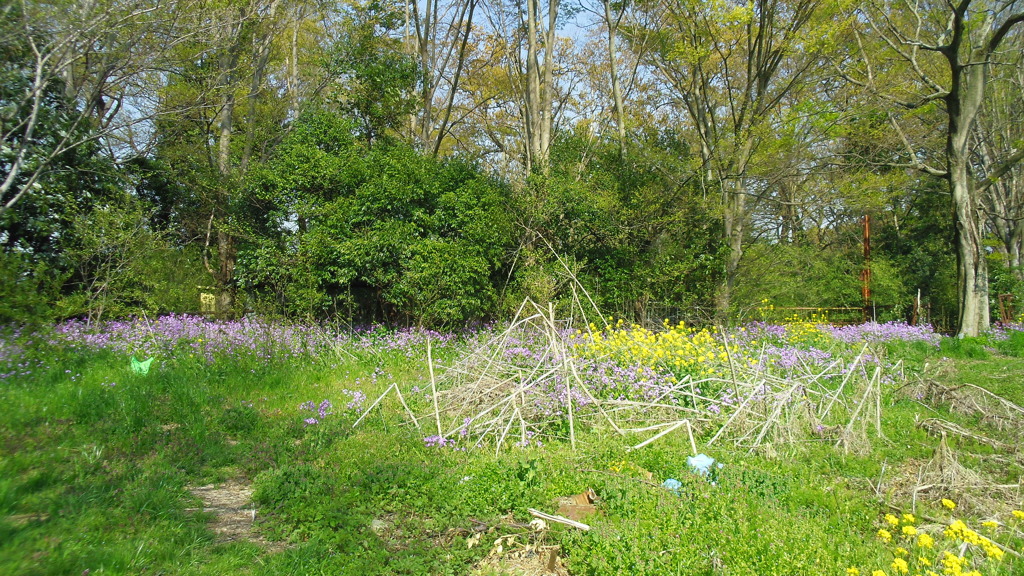 2013/04/13_荒川河川敷の花々