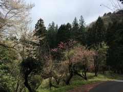 2020/04/05_外秩父山中の山桜?