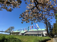 2020/04/19_野本市民活動センターの桜と鯉のぼり
