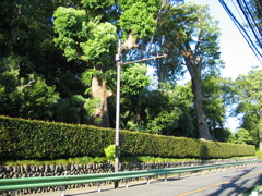 2012/08/19_五日市街道沿いの屋敷林