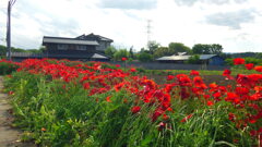2013/05/12_ポピー